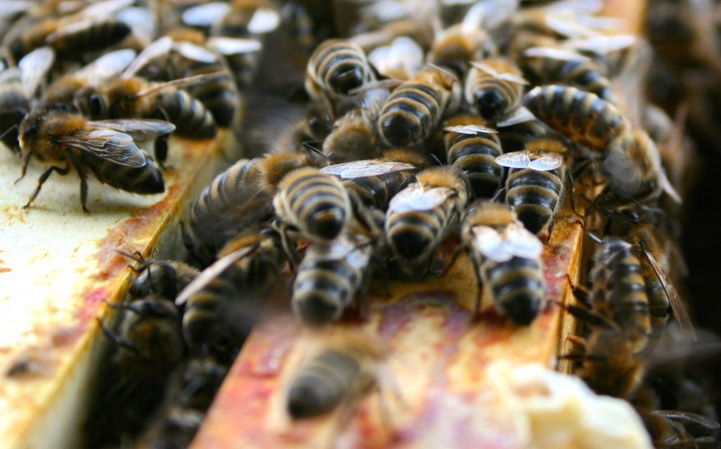 Unebenheiten im Bienenstock werden mit der rotbraunen Propolis überzogen.